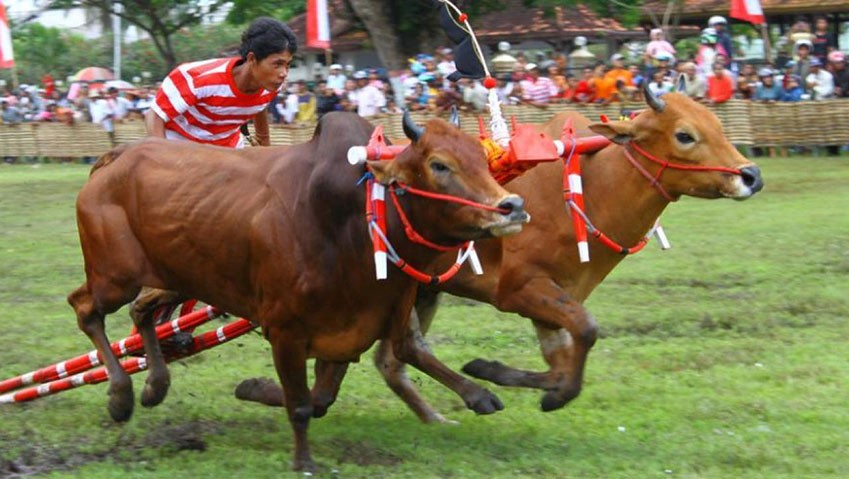 Tradisi Unik Suku Madura yang Tetap Lestari